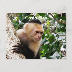 Costa Rican Monkey Postcard