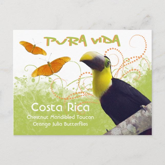 Costa Rican Pura Vida Toucan Postcard (Front)