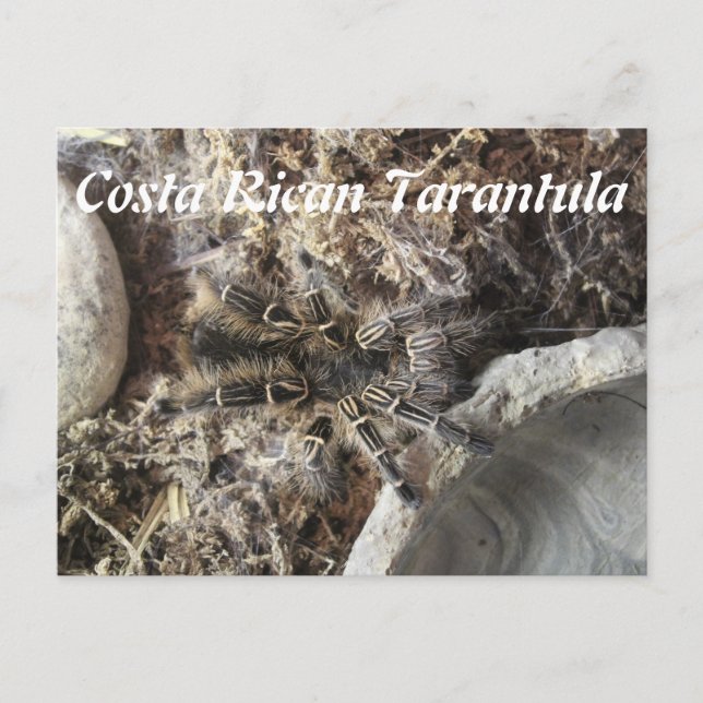 Costa Rican Trantula Postcard (Front)