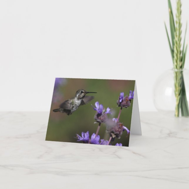 Costa’s Hummingbird - Joe Sweeney - card (Front)