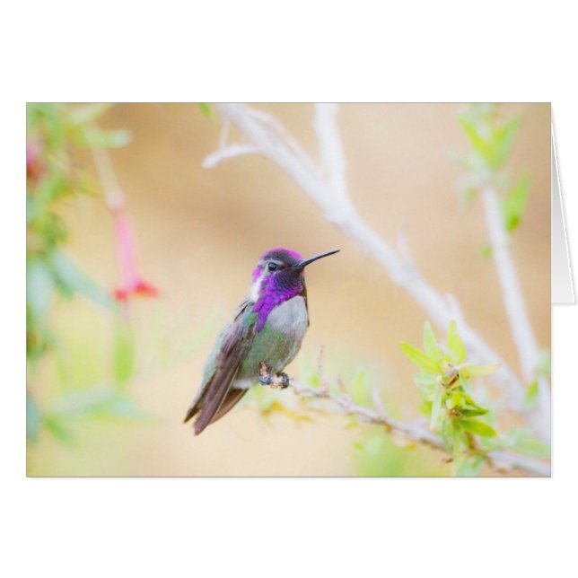 Costa's hummingbird among the foliage (Front Horizontal)