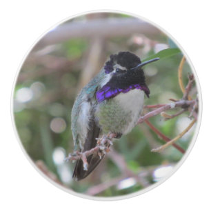 Costa's Hummingbird Ceramic Knob