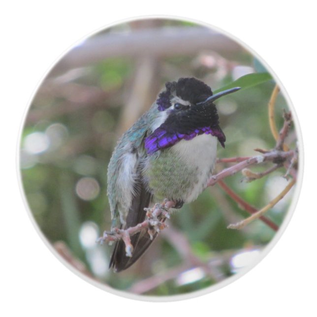 Costa's Hummingbird Ceramic Knob (Front)