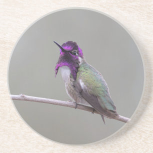 Costa's hummingbird coaster