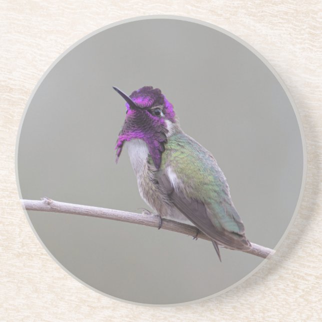 Costa's hummingbird coaster (Front)