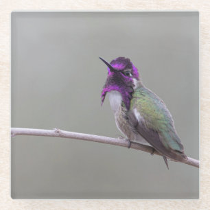 Costa's hummingbird glass coaster