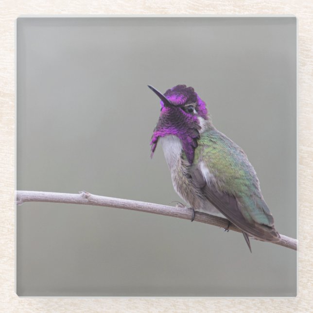 Costa's hummingbird glass coaster (Front)