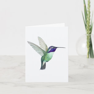 Costa's Hummingbird Greeting Card