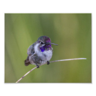 Costa's Hummingbird in August light Photo Print
