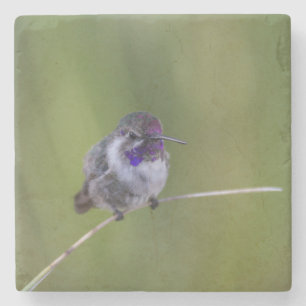 Costa's Hummingbird in August light Stone Coaster