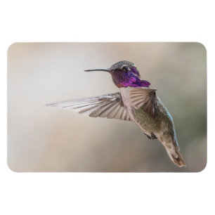 Costa's Hummingbird Large Photo Magnet