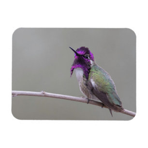 Costa's hummingbird magnet