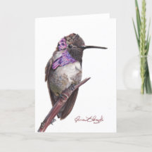 Costa's Hummingbird Note Card