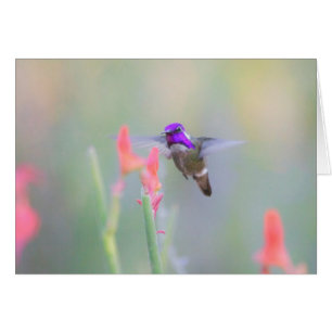 Costa's Hummingbird on approach