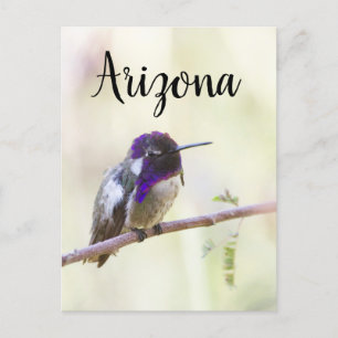 Costa's hummingbird perched on a branch, Arizona Postcard