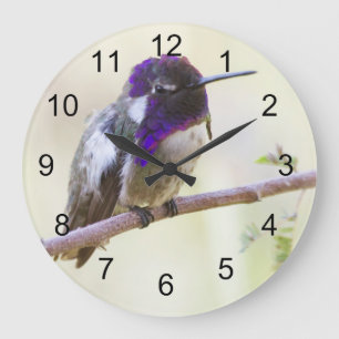 Costa's Hummingbird Perched on a branch Large Clock