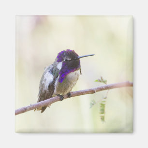 Costa's Hummingbird Perched on a branch Magnet
