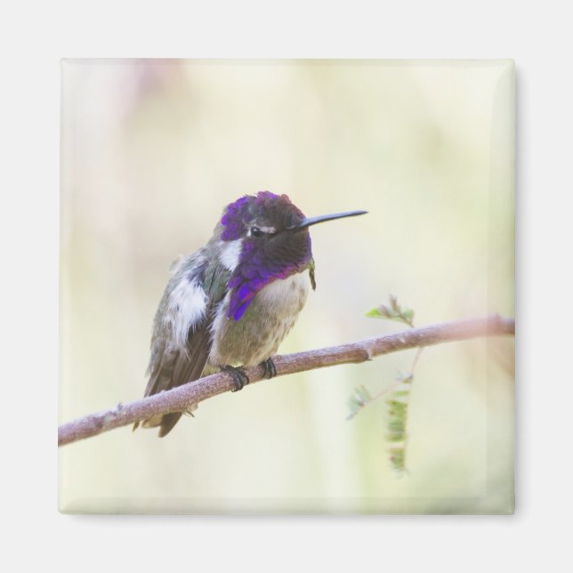 Costa's Hummingbird  Perched on a branch Magnet (Front)