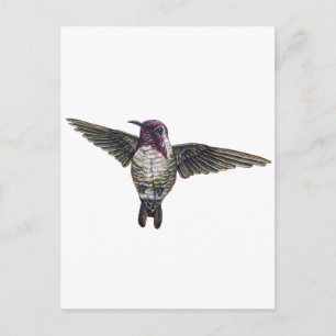 Costa's Hummingbird Postcard