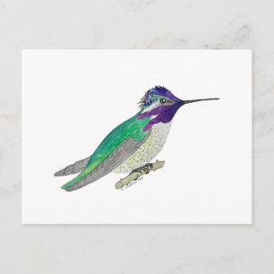 Costa's Hummingbird Postcard