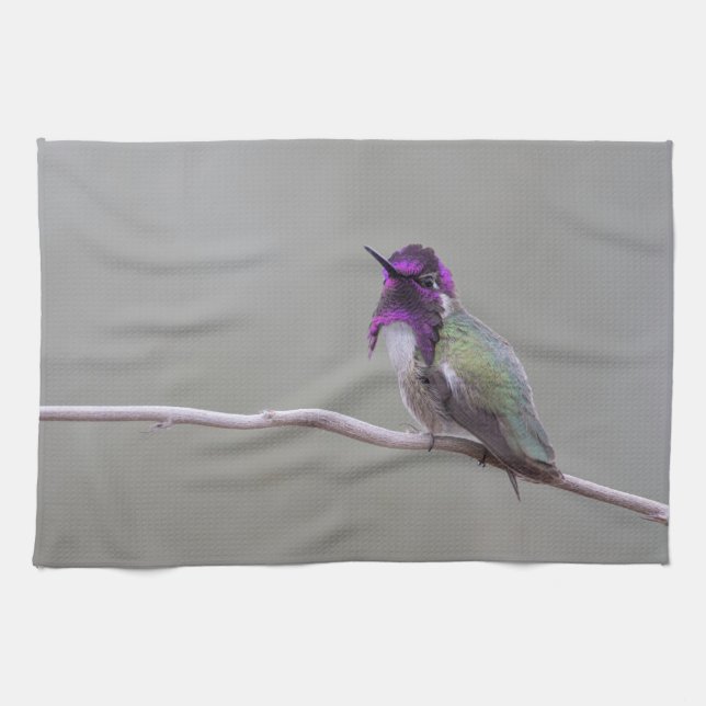 Costa's hummingbird tea towel (Horizontal)