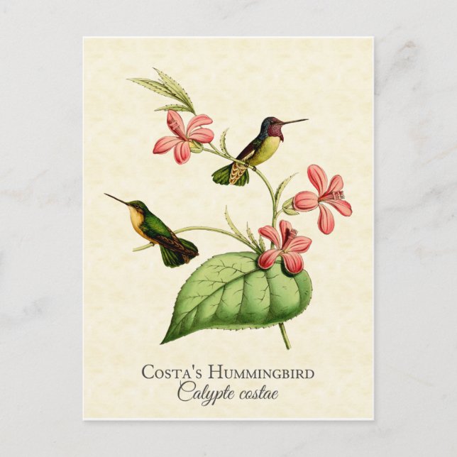 Costa's Hummingbird Vintage Art Postcard (Front)