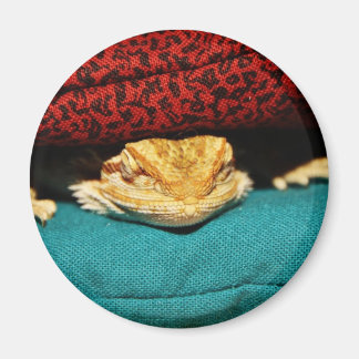 Cosy Bearded Dragon Magnet