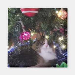 Cosy Cat under christmas tree Magnet