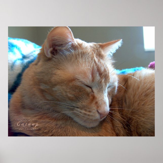 Cosy Catnap Poster (Front)