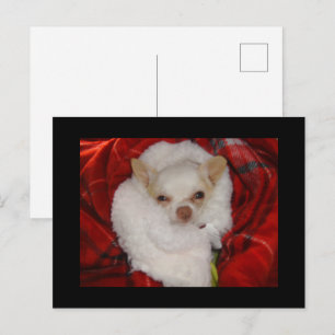 Cosy Chihuahua Postcard