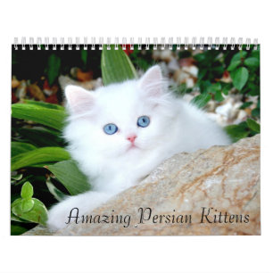 Cosy Kittens Calendar