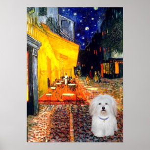 Coton de Tulear 4b  - Cafe Poster