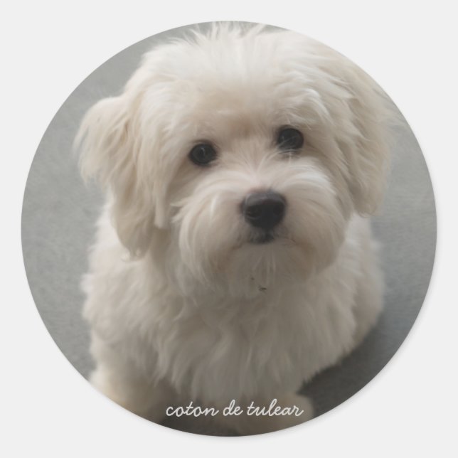 Coton de Tulear Classic Round Sticker (Front)