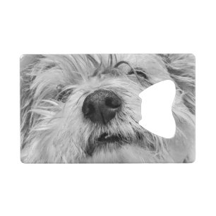 Coton de Tulear dog