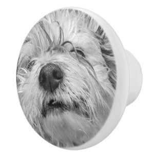 Coton de Tulear dog Ceramic Knob