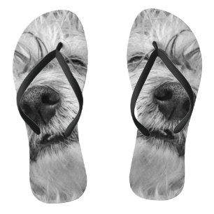 Coton de Tulear dog Jandals