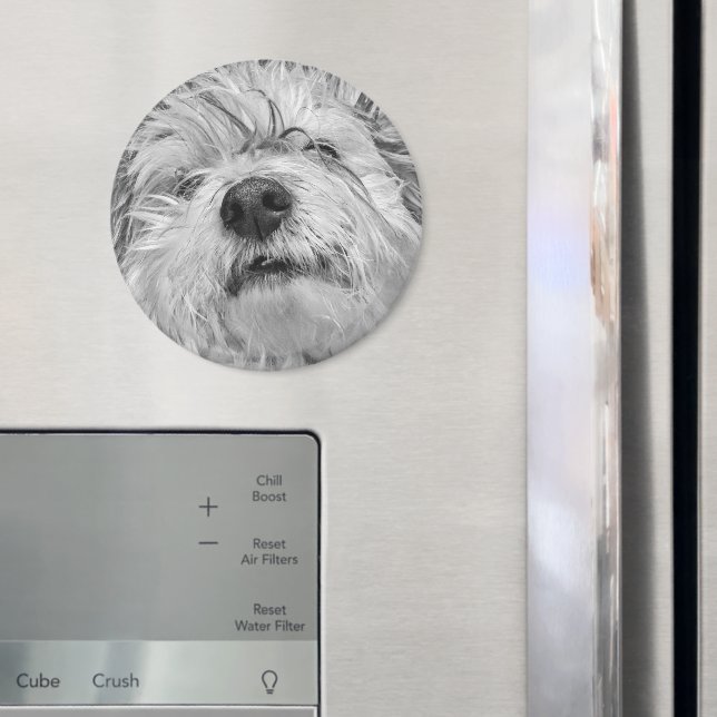 Coton de Tulear dog Magnet (In Situ (Fridge))