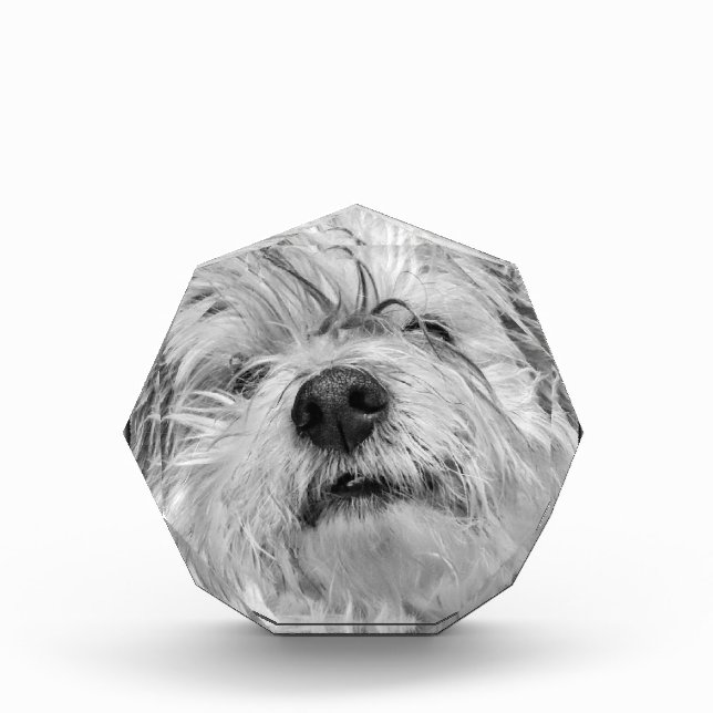 Coton de Tulear dog Photo Block (Front)