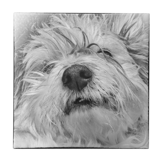 Coton de Tulear dog Tile (Front)