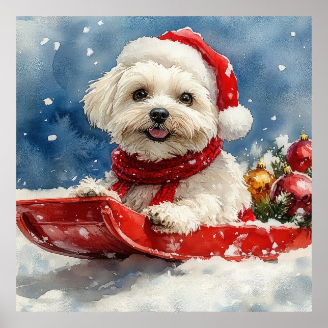 Coton De Tulear in Sledge Let it Snow Christmas Poster (Front)