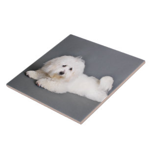 Coton de Tulear - Joci Tile