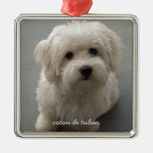 Coton de Tulear Metal Tree Decoration (Front)