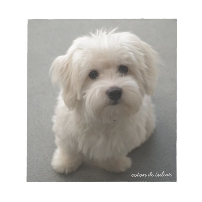 Coton de Tulear Notepad (Front)