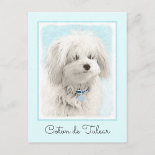 Coton de Tulear Painting - Cute Original Dog Art Postcard