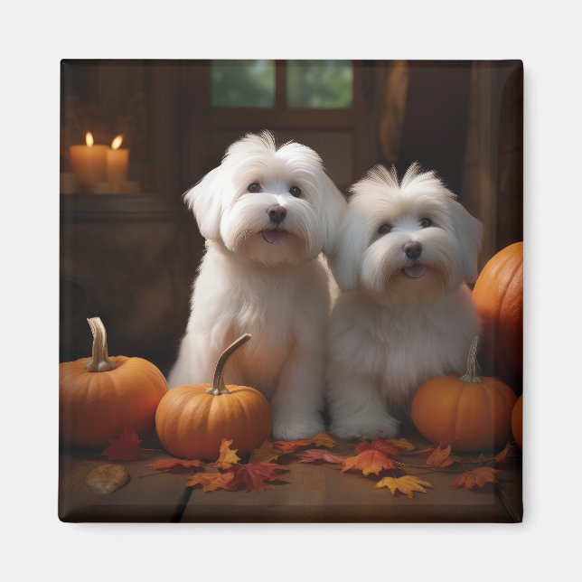 Coton De Tulear Puppy Autumn Delight Pumpkin  Magnet (Front)