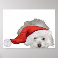 Coton de Tulear - Waiting