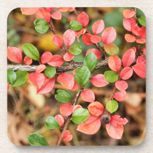 Cotoneaster horizontalis coaster