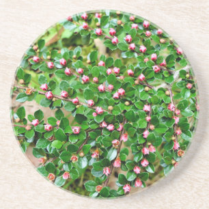 Cotoneaster horizontalis coaster