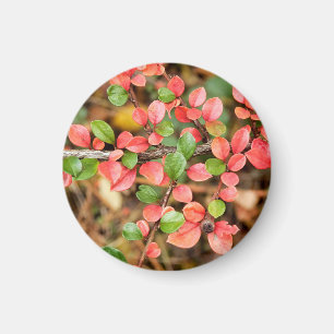 Cotoneaster horizontalis Magnet