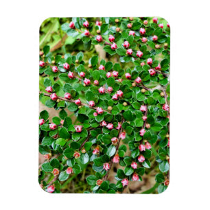 Cotoneaster horizontalis magnet